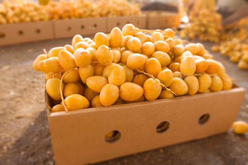 بلح اصفر